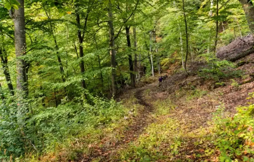 Индивидуальный тур на Севан, Севанаванк, Дилижанский национальный парк и Агарцин