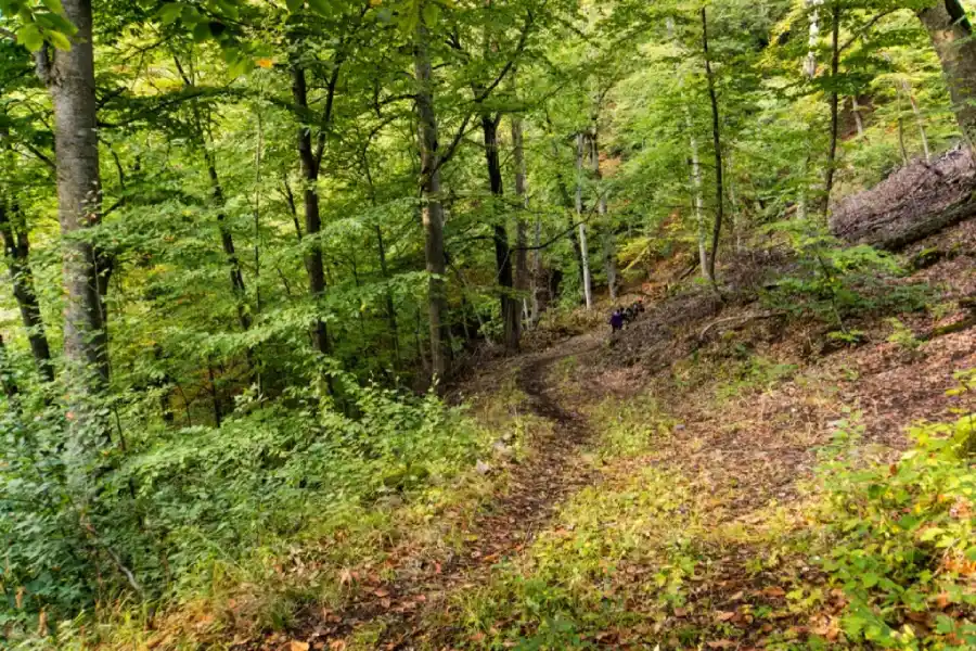 Dilijan National Park Dilijan natinal park- where to go in dilijan?