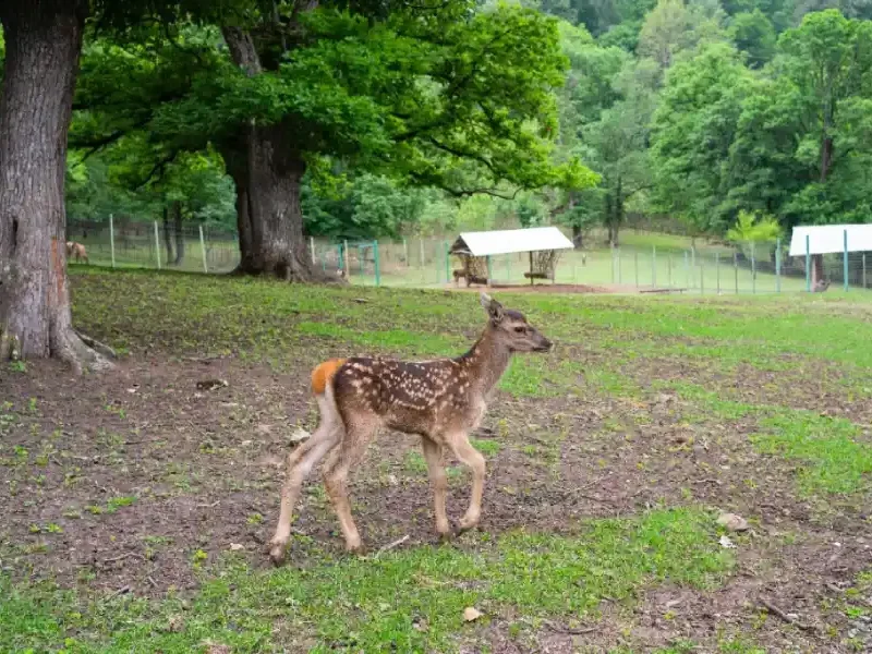 Dilijan azgayin park