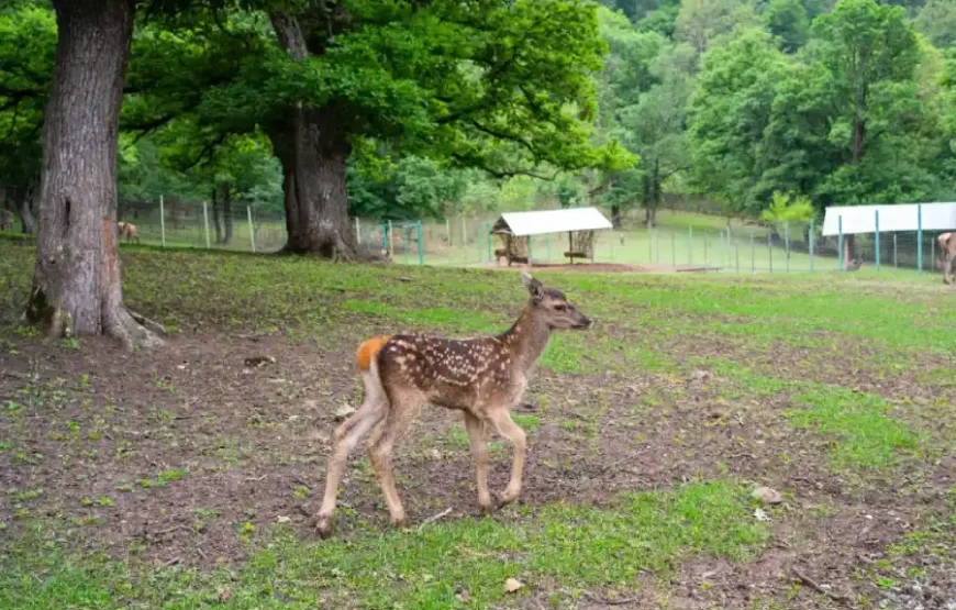 Индивидуальный тур на Севан, Севанаванк, Дилижанский национальный парк и Агарцин
