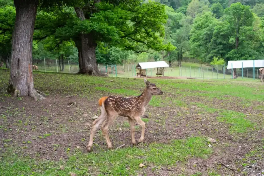 Dilijan azgayin park