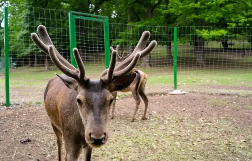 Индивидуальный тур в Дилижан, Дилижанский национальный парк, озеро Парз и Гошаванк